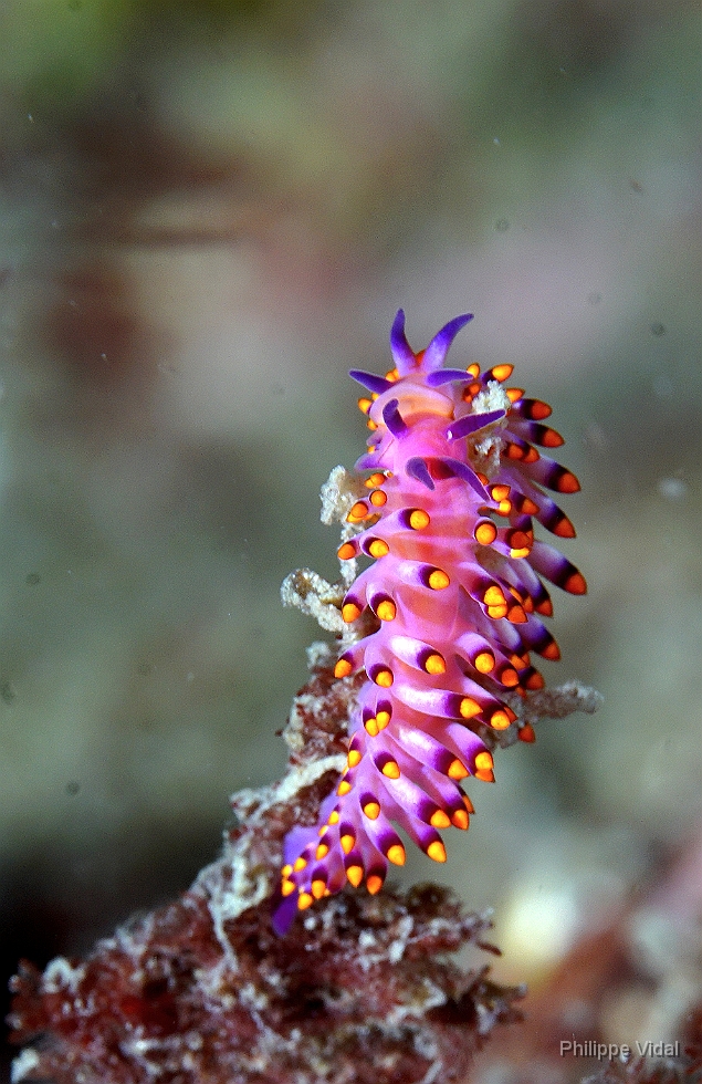 Birmanie - Mergui - 2018 - DSC02690 - Siboga cuthona - Cuthona du sibogae - Cuthona sibogae.JPG